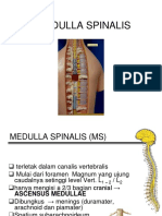 II. Medulla Spinalis