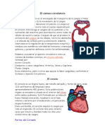 3852202-El-sistema-circulatorio.doc