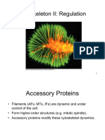 Lecture 5 Cytoskeleton Regulation 2017
