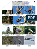 464 Aves de Palmar PDF