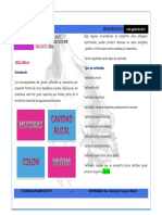 M 14 Veillonella y Peptostreptococcus Rote 4