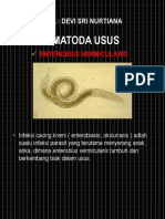 TUGAS PRODUKTIF (Enterobius Vermicularis)