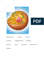 Aparato de Golgi Vacuolas Nucleolo