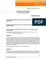 Cambios histopatológicos en el hígado de ratas Wistar con diabetes mellitus experimental