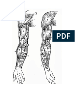 musculos 123