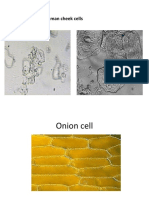 Cheek and Onion Cell