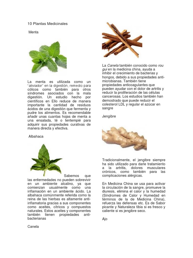 Comparar Preescolar Pendiente 10 Plantas Medicinales | PDF | Digestión | Plantas medicinales