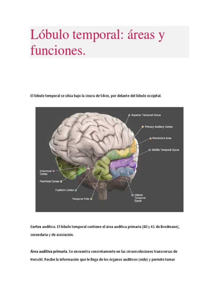 Lóbulo Temporal | PDF | Lóbulo temporal | Las emociones