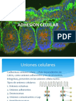 Adhesion Celular