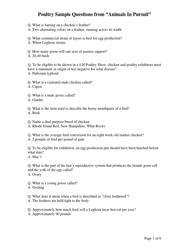 Poultry Showmanship Sample Questions | PDF | Chicken | Poultry