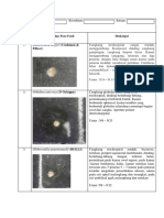 FORAMINIFERA