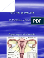 Genitalia Wanita