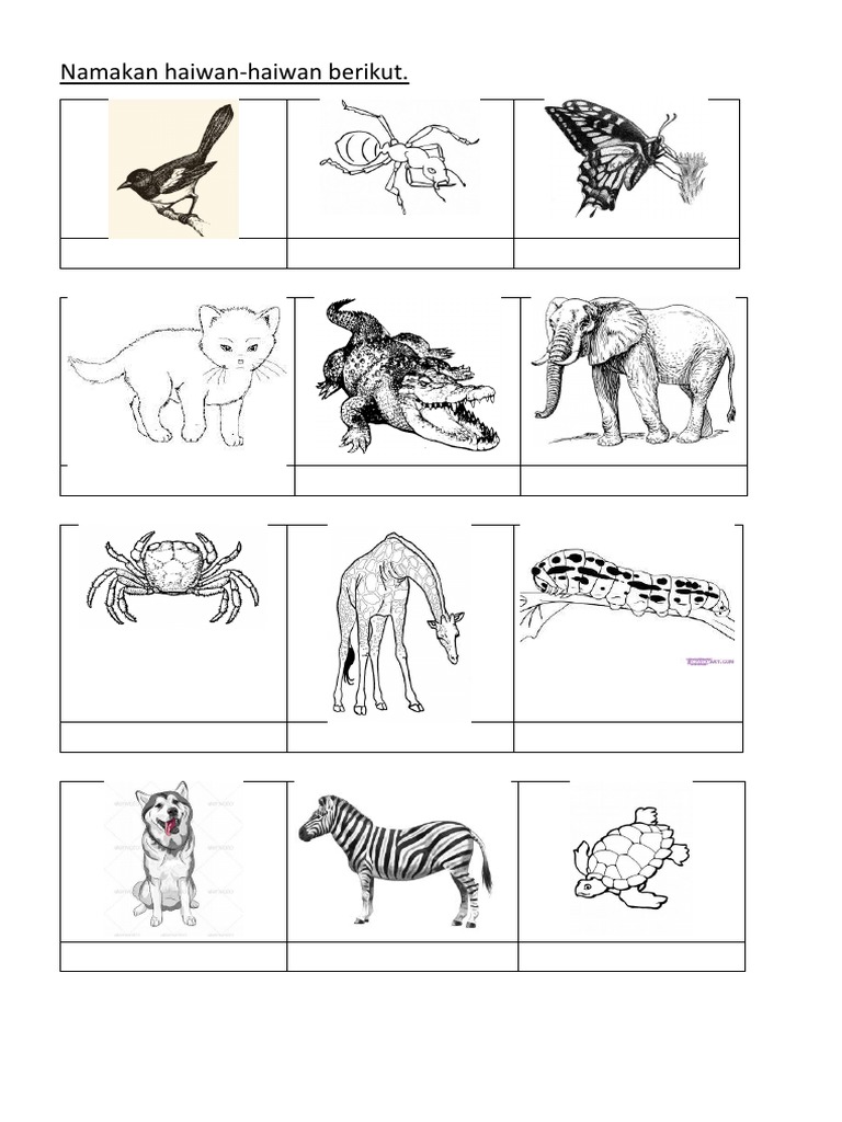 Gambar Haiwan Tahun 1 Pdf