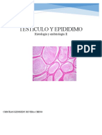 Histologia PTesticulo Epididimo Deferente
