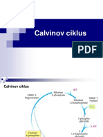 04 Calvinov Ciklus Za Studente