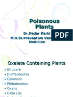 Poison Plants