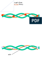 Actin and Myosin