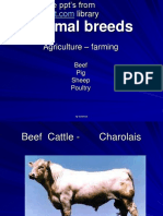 Animal Breeds: Beef Pig Sheep Poultry