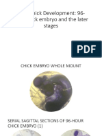 Ex. 9 Chick Development