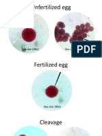 Unfertilized Egg