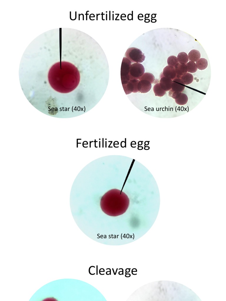 Unfertilized Egg PDF
