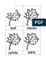 Leaf Nomenclature Cards