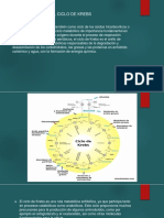 Ciclo de Krebs