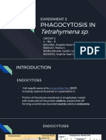 Experiment 3 Phagocytosis in Tetrahymena Sp.