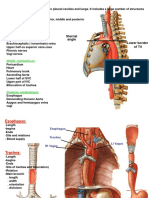 56 Mediastinum