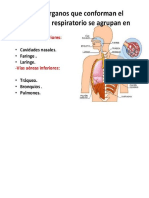 Etapas Del Desarrollo Humano Para Imprimir