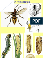 Hymenoptera, Generalidaes, Clasificacion