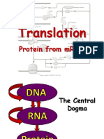 Translation: Protein From mRNA