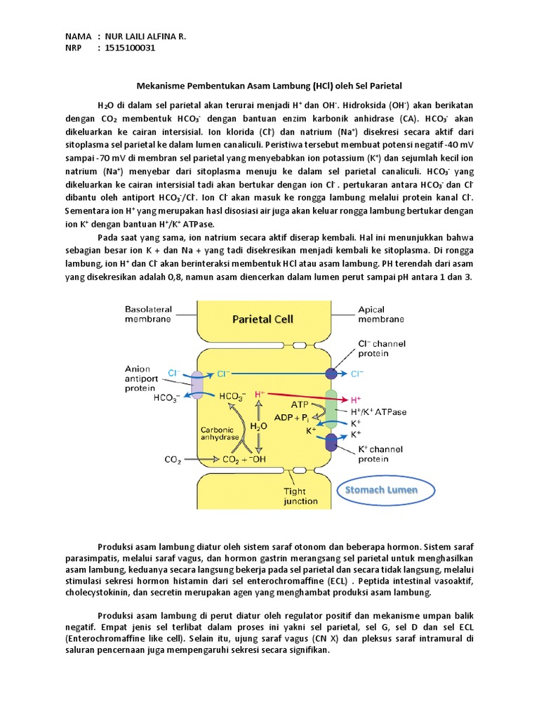 asam lambung in english