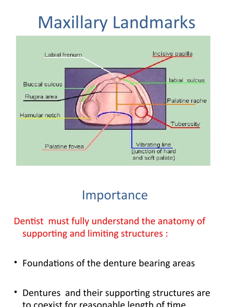 Maxillary Landmarks