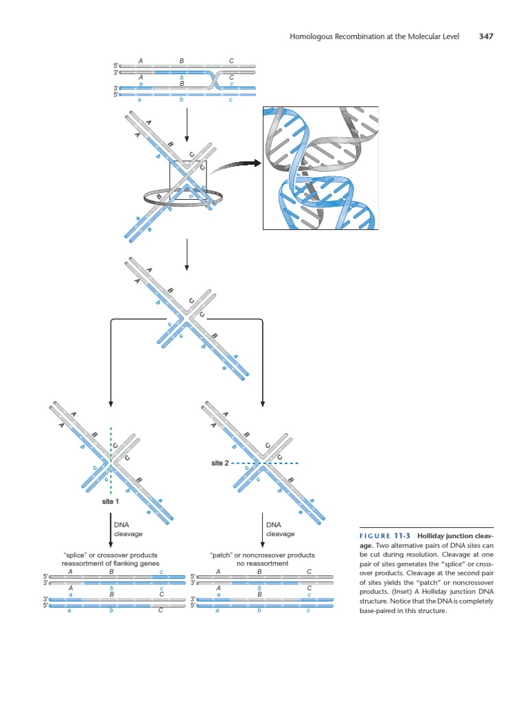 Pages From Watson Molecular Biology of The Gene 7th Edition c2014 Txtbk ...