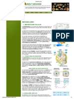 Metabolismo celular.pdf