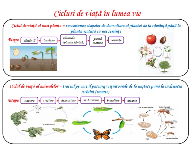 Cicluri de Via?? În Lumea Vie