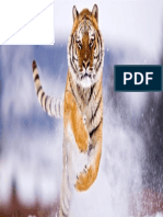 4k Image Tiger Jumping