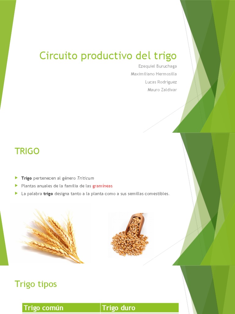 Circuito Productivo Del Trigo | PDF | Trigo | Enfermedad celíaca