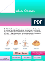 Celulas Oseas