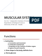 Muscular System3