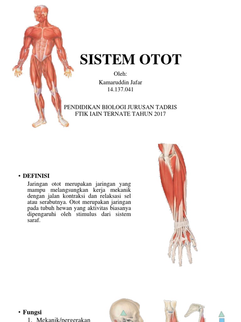  Sistem  Otot 