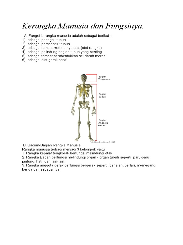 Unduh 55 Koleksi Gambar Fungsi Rangka Manusia  