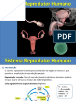 Sistema reprodutor humano