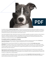 Nombres para Perros Pitbull