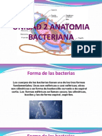 Unidad 2 Anatomia Bacteriana