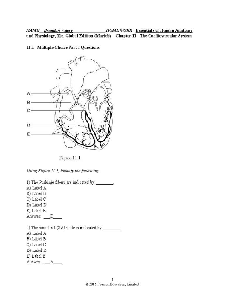 Anatomy of heart pdf image