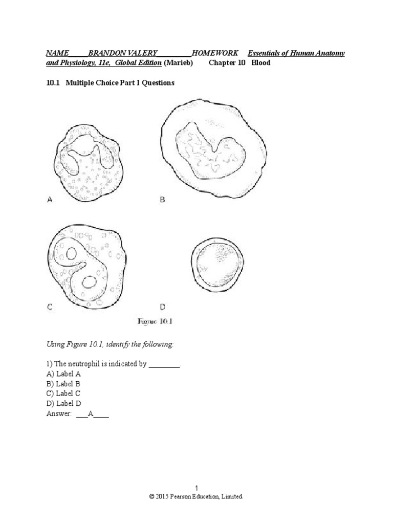 Blood Homework C COMPLETE | PDF | Blood Type | Coagulation