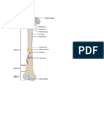 Leiomyoma & Leiomyosarcoma