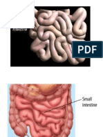 In To The Small Intestine